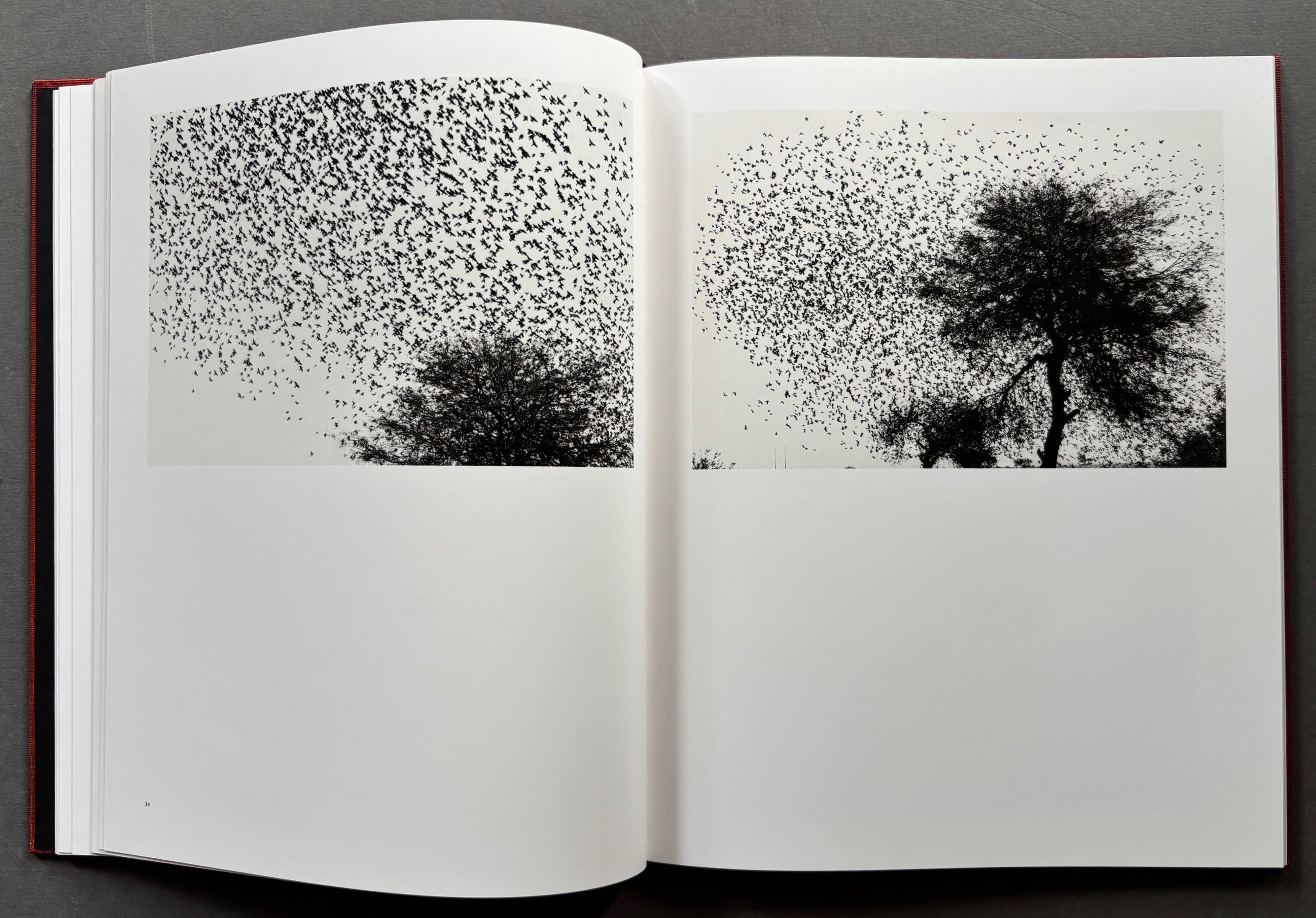 Buy Des oiseaux by Graciela Iturbide – Setanta Books