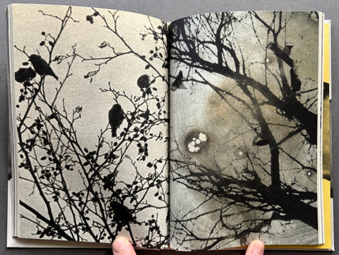 Icaro - Setanta Books