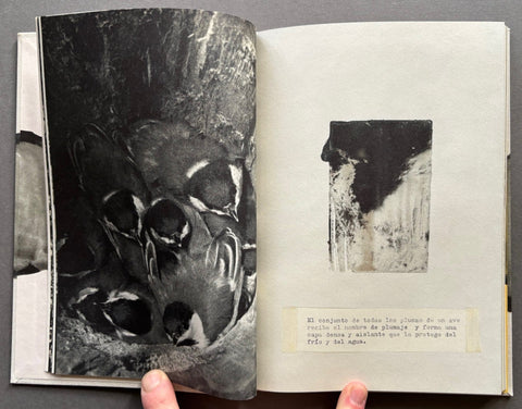 Icaro - Setanta Books
