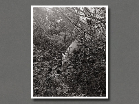 I'm A Lonely Beast - Setanta Books