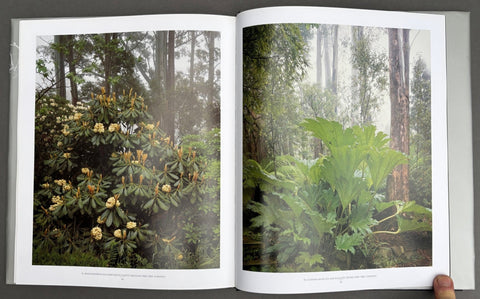 In The Forest - Setanta Books