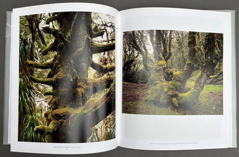 In The Forest - Setanta Books