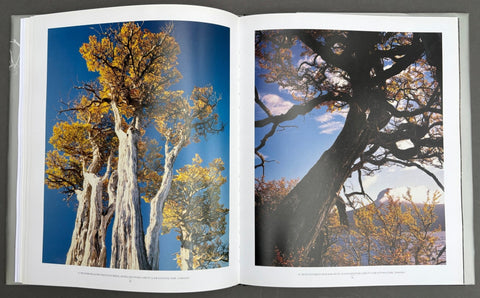 In The Forest - Setanta Books