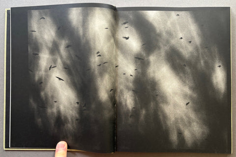 Des oiseaux