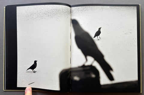 Des oiseaux
