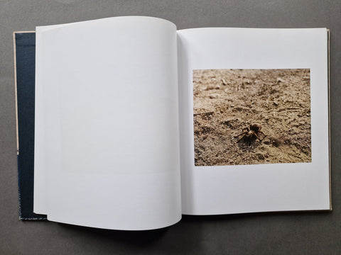 Lago - Setanta Books