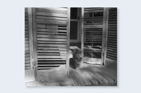 Low - fi - Cats - Setanta Books