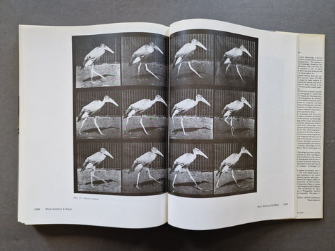 An open vintage book or magazine spread showing a black-and-white scientific photograph of a walking bird presented as a multi-panel sequence, with printed text columns on the right page, photographed on a dark gray surface.