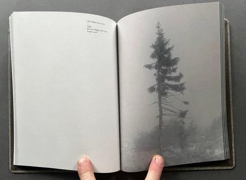 Old Tjikko - Setanta Books