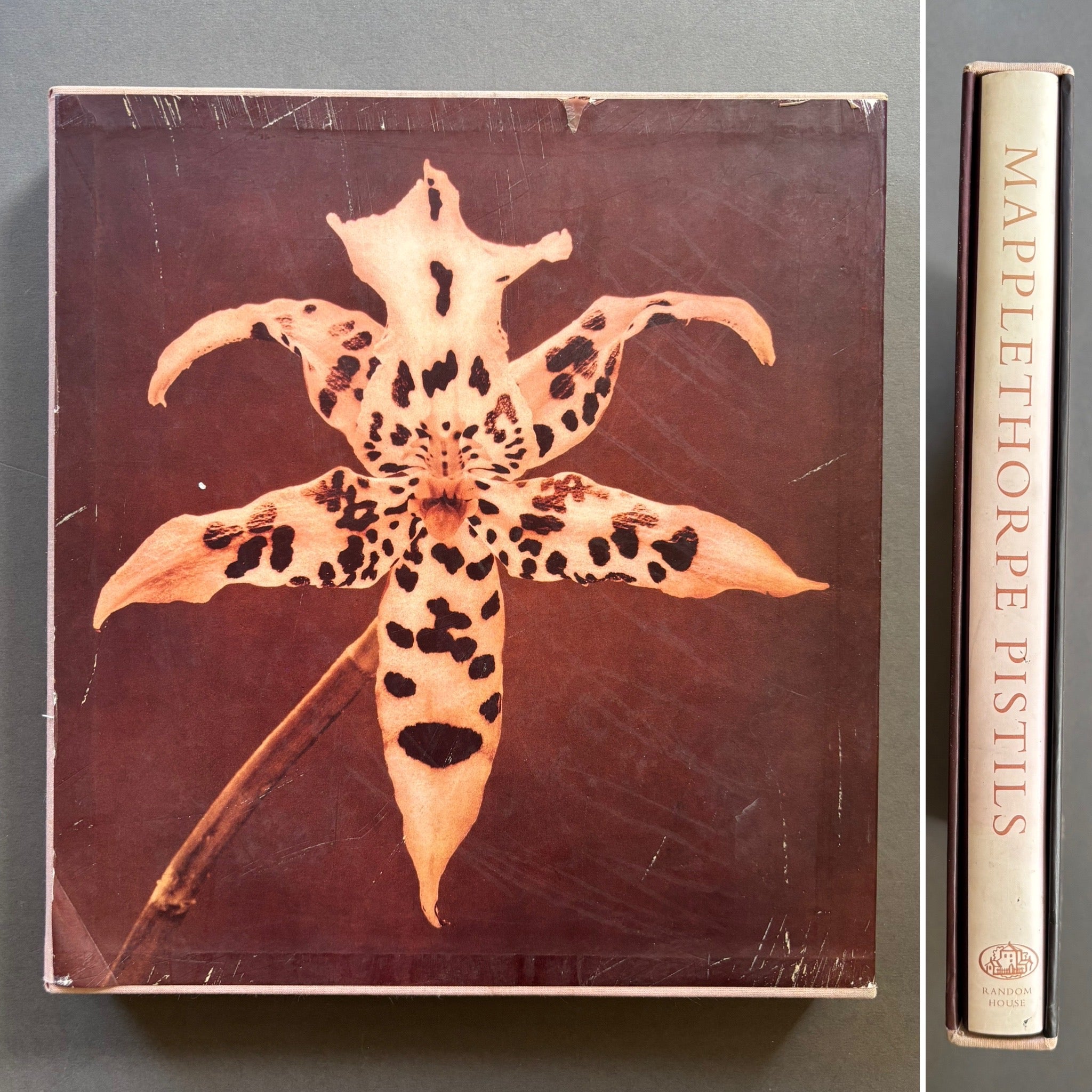 Pistils Robert Mapplethorpe 写真集 Buy Pistils by Robert Mapplethorpe online. – Setanta Books