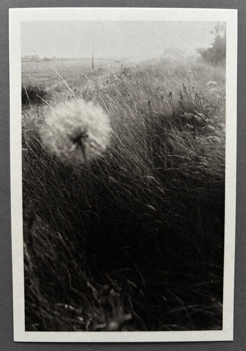 Reverie - Setanta Books