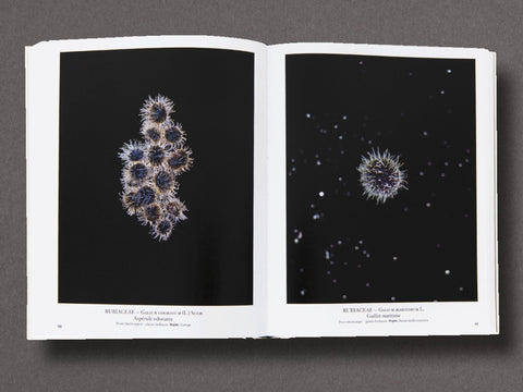 Seed Stories Limited Edition with Choice of 2 Prints