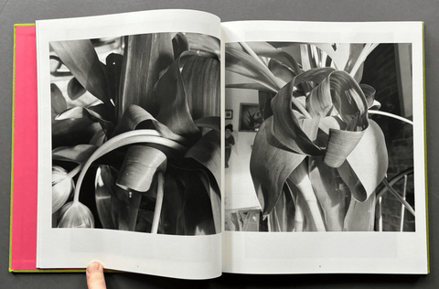 Stems - Setanta Books