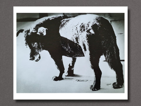 Stray Dog - Setanta Books
