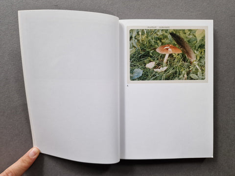 The Mushroom Collector - Setanta Books
