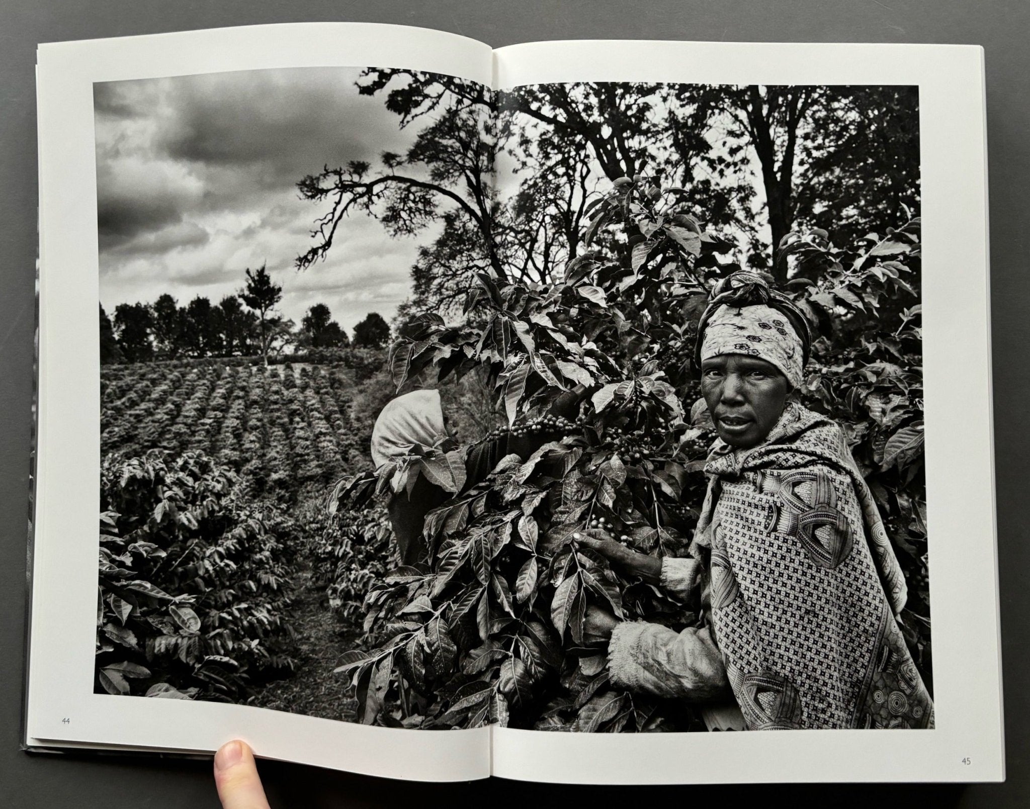 Buy The Scent Of A Dream: Travels In The World Of Coffee by