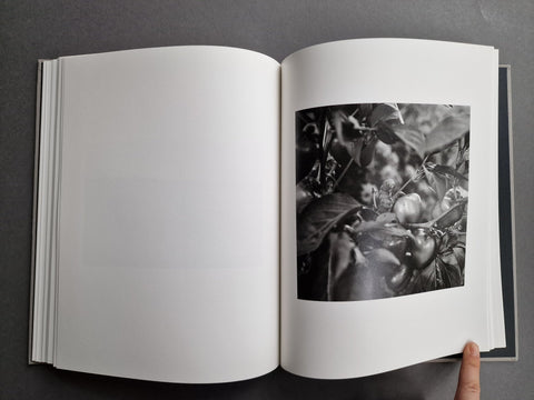 The Seraphim - Setanta Books