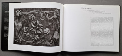 The Stilled Gaze - Setanta Books