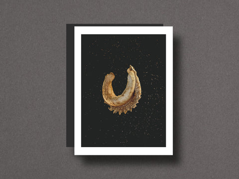 Seed Stories Limited Edition with Choice of 2 Prints
