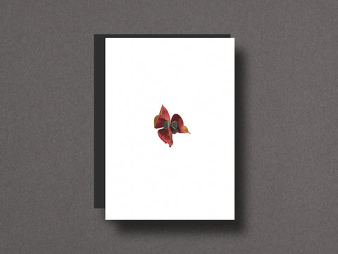 Seed Stories Limited Edition with Choice of 2 Prints