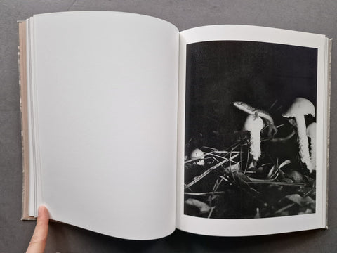 What the Rain Might Bring - Setanta Books