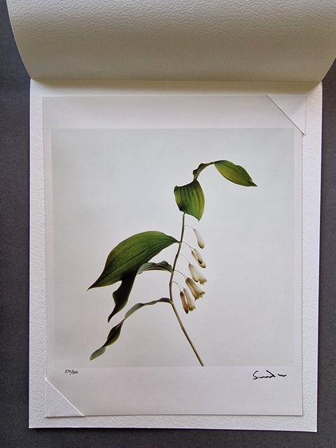 Wild Flowers - Setanta Books