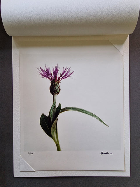 Wild Flowers - Setanta Books