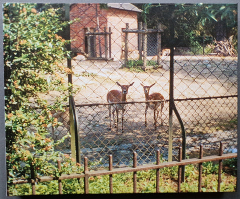 Zoo - Setanta Books