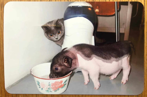 PIG