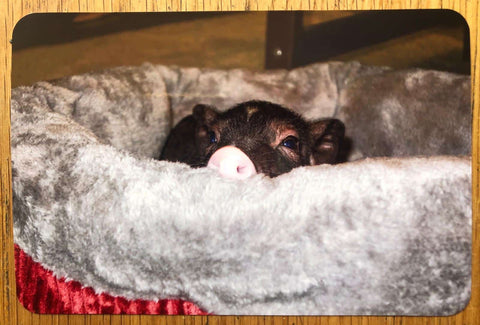 PIG