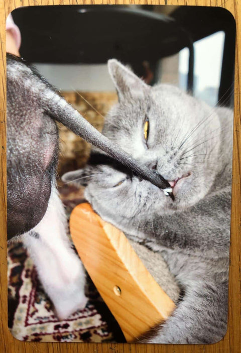 PIG