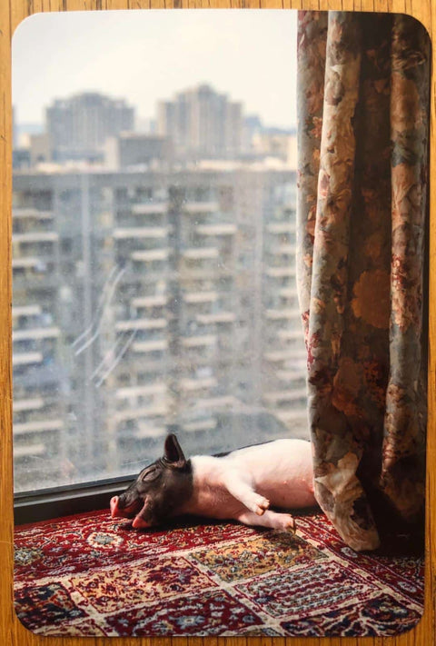 PIG