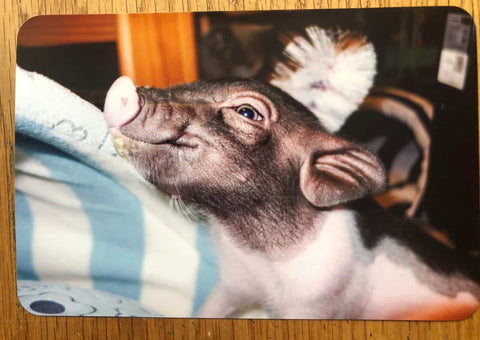 PIG