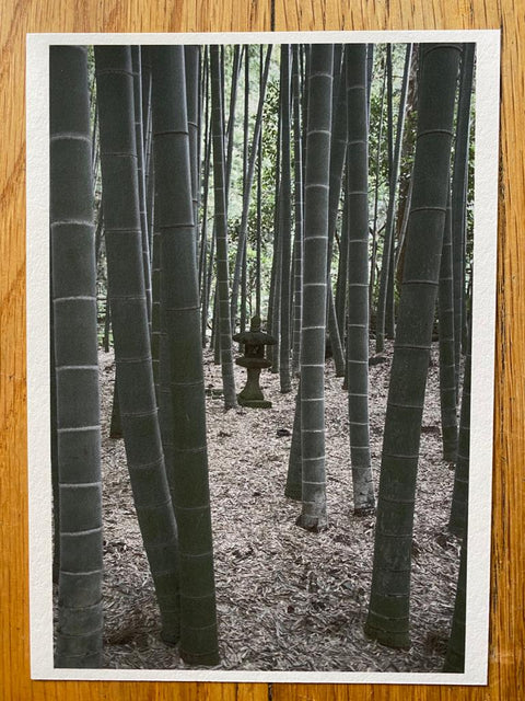 A Walk Through A Bamboo Grove, Hokoku-ji, Kamakura, Kanagawa, Japan (One Picture Book)