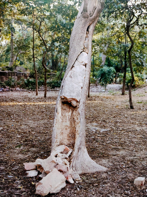 When We Lie Down, Grasses Grow From Us