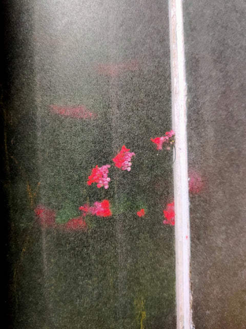 Botanical