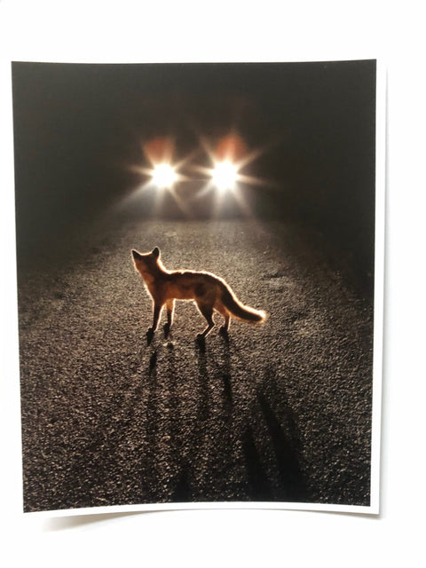 Fox about Town (One Picture Book)