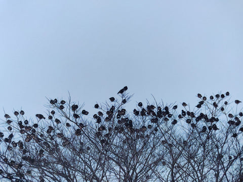 Des Oiseaux