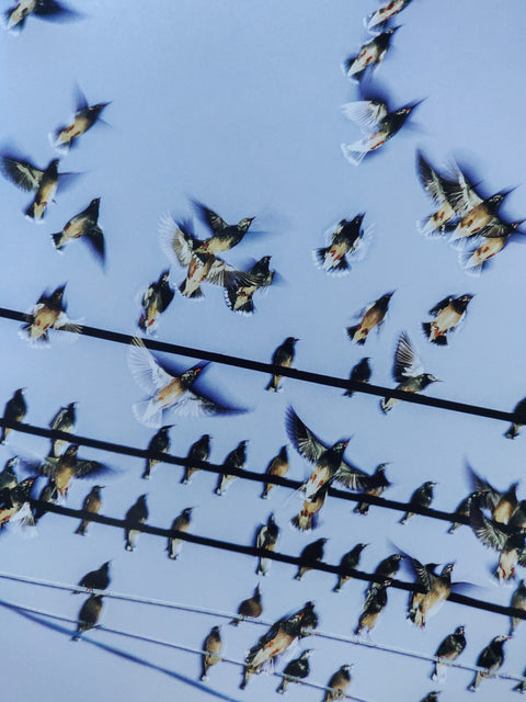 Des Oiseaux