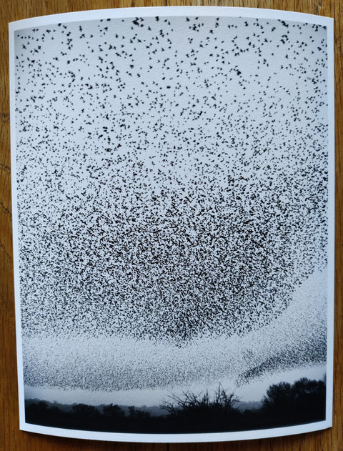 Murmurations - Special Edition