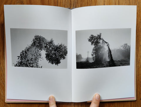 Bent Tree (One Picture Book)