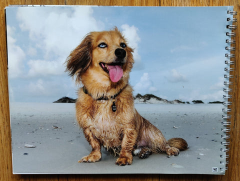 Cats and Dogs - Setanta Books