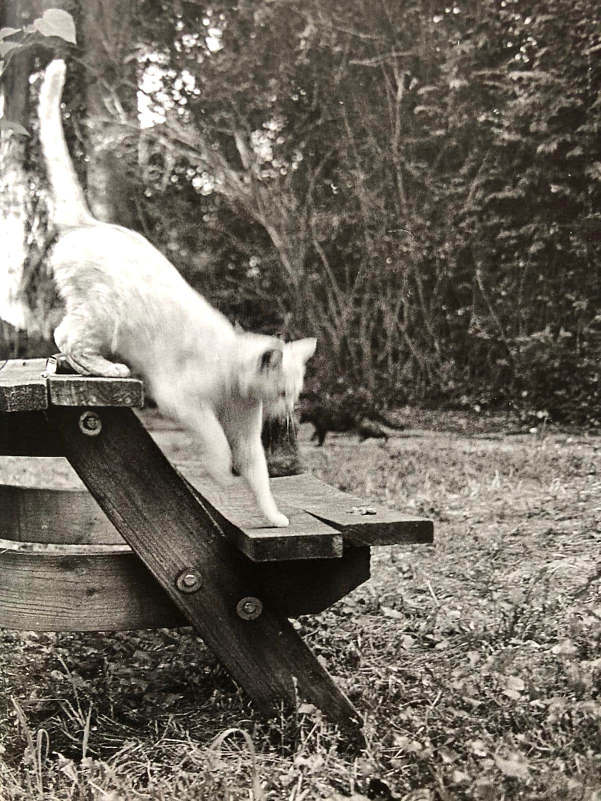 Buy Cats (One Picture Book) by Mark Steinmetz signed with print
