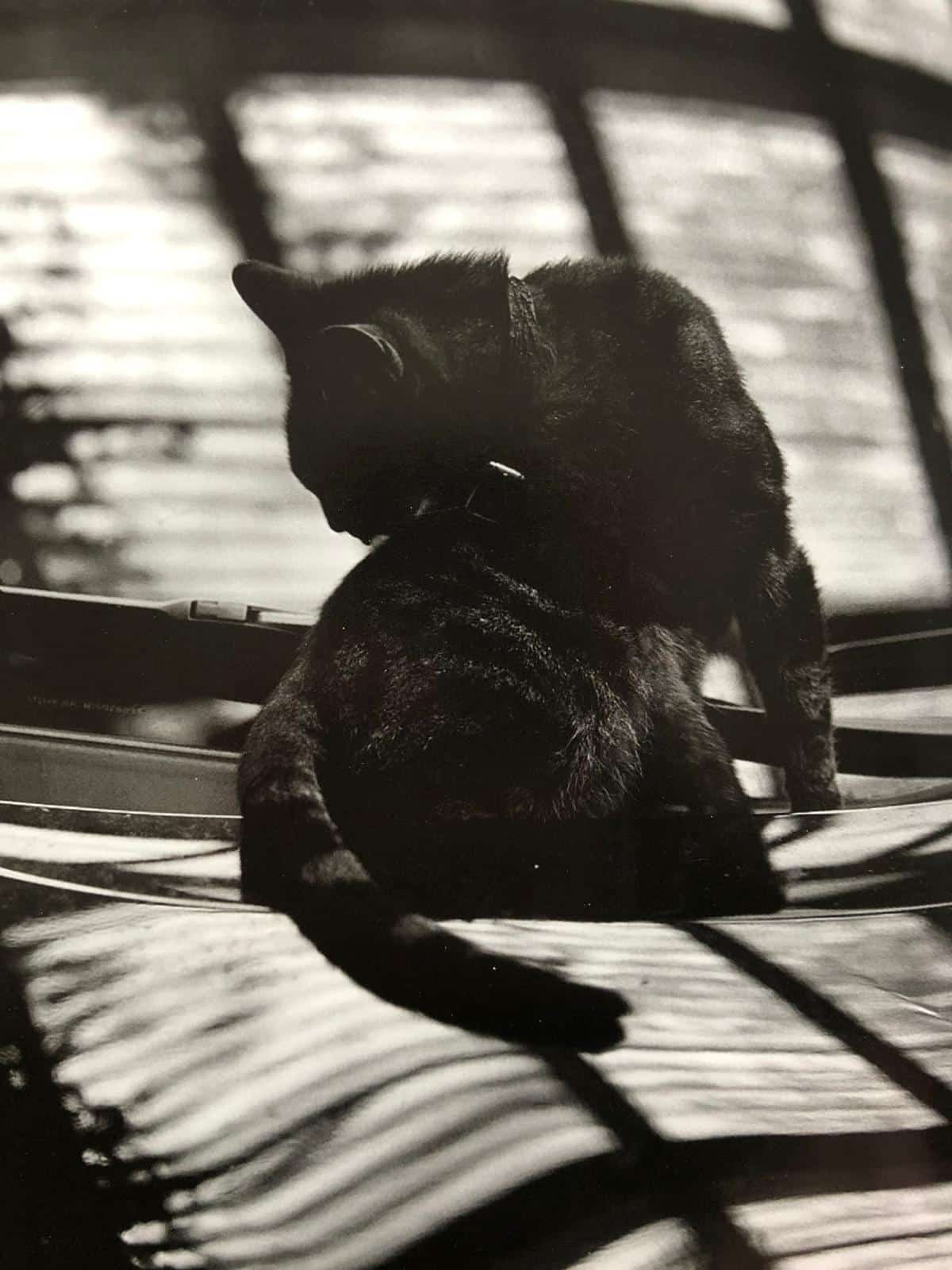 Buy Cats (One Picture Book) by Mark Steinmetz signed with print