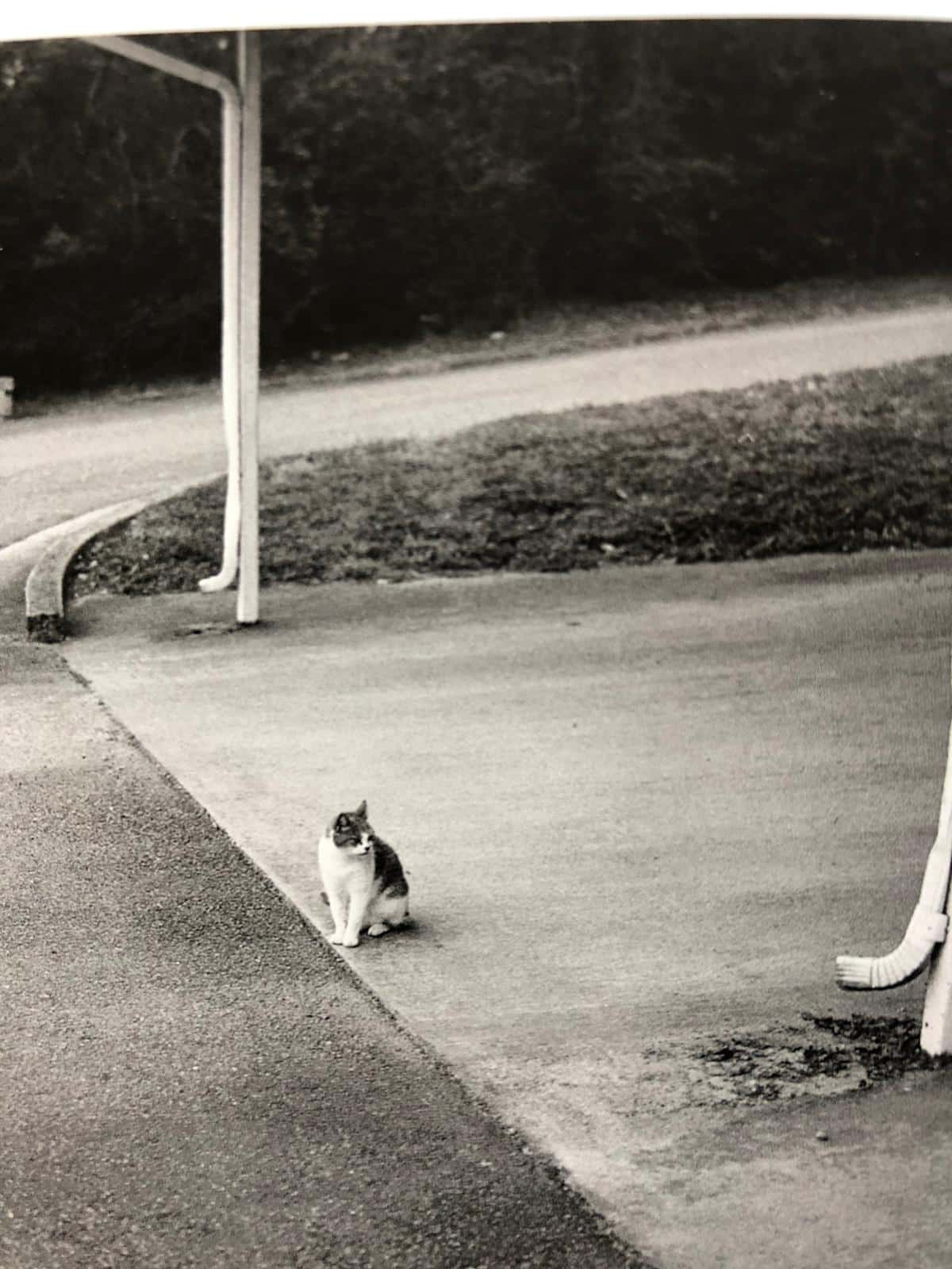 Buy Cats (One Picture Book) by Mark Steinmetz signed with print