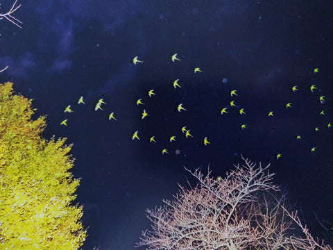 Des Oiseaux