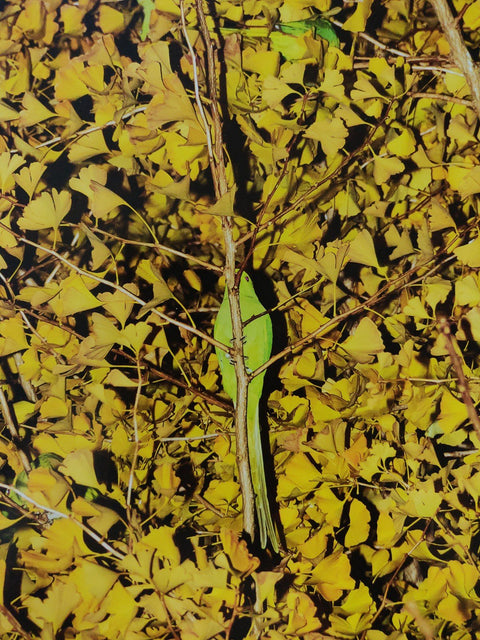 Des Oiseaux
