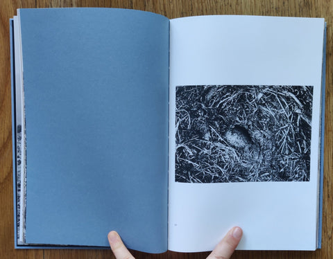 Gull Juju - Setanta Books