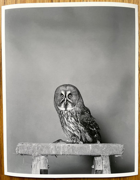 Great Grey Owl (Limited Edition Print with a signed copy of Parliament of Owls)