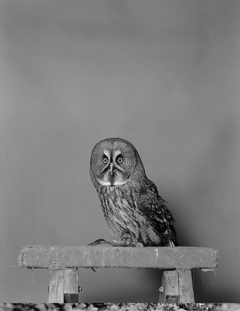 Ronald at the Bar (Limited Edition Print with a signed copy of Parliament of Owls)
